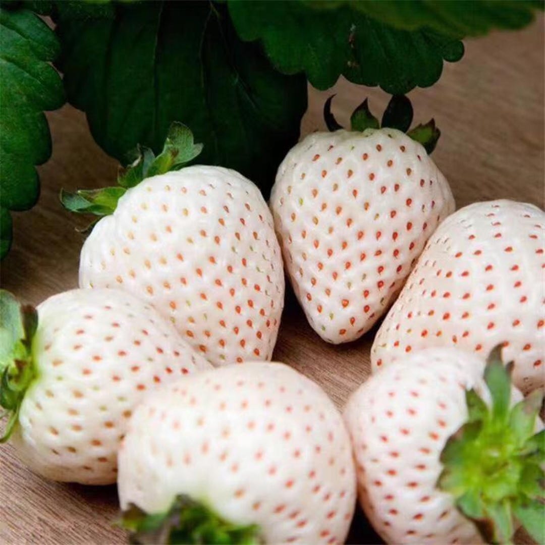 Japanese Angel's Strawberry, White Strawberry, 6 Bare Root Plants