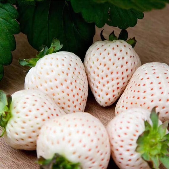 Japanese Angel's Strawberry, White Strawberry, 6 Bare Root Plants