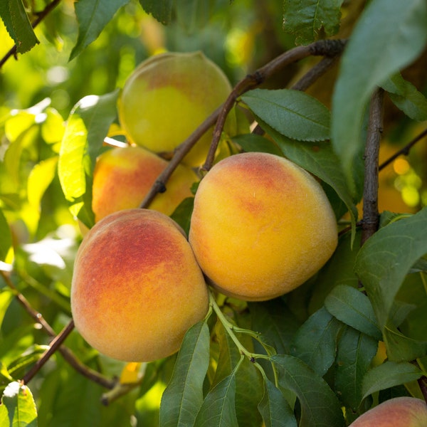 Lovell Heirloom yellow Peach tree plants,good for fresh eating/canning US Seller