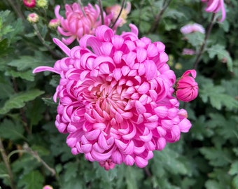 Buy 2-pack Pink Queen Mum Plant,perennial. Chrysanthemum,粉国华
