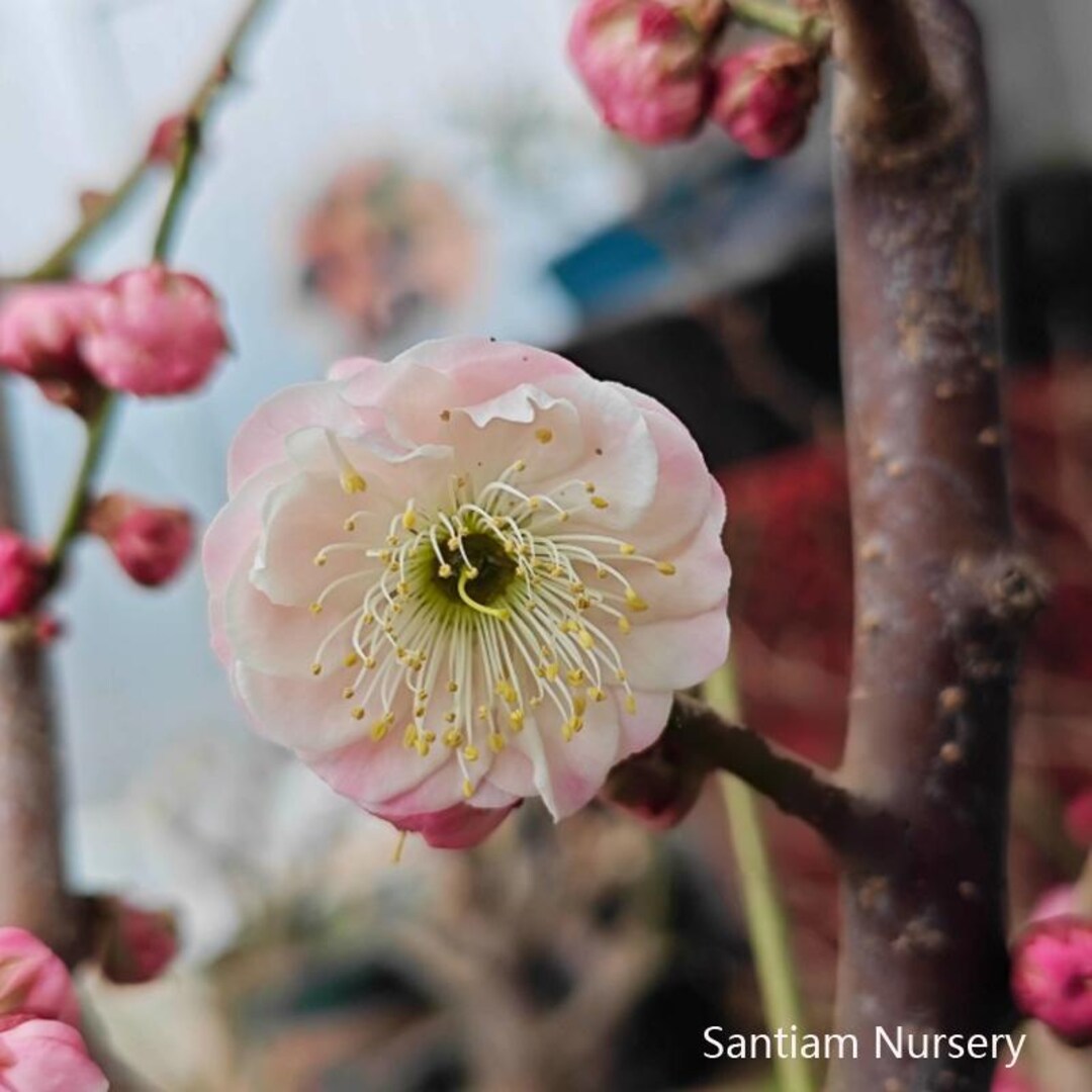 Fufen Ume, Flowering Apricot Tree, 傅粉梅花， 宫粉梅花, 30-36