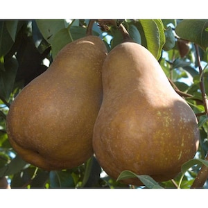 May include: Two ripe brown pears hanging from a tree branch. The pears are large and have a smooth, slightly textured skin.