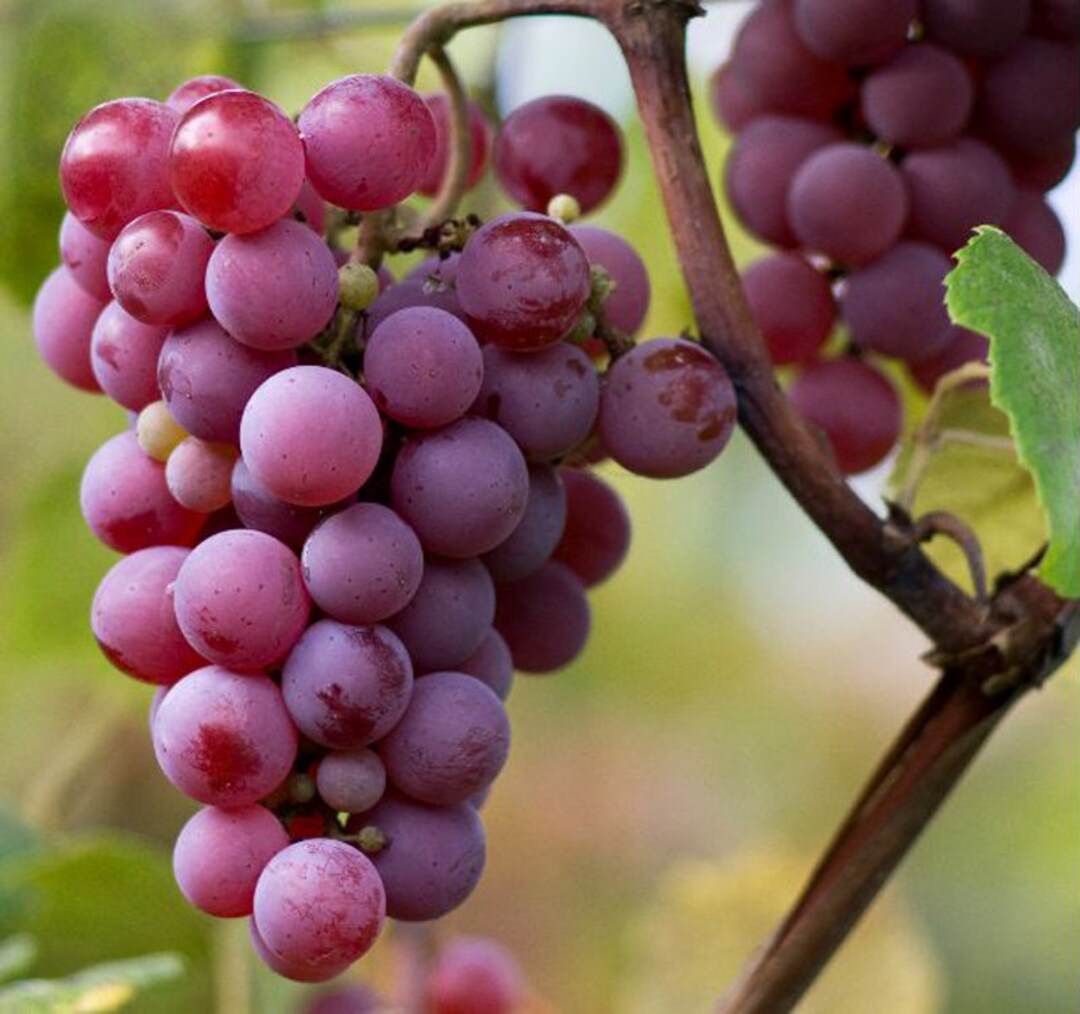 5pcs Yates Seeded Table Grape Cuttings US Seller Etsy