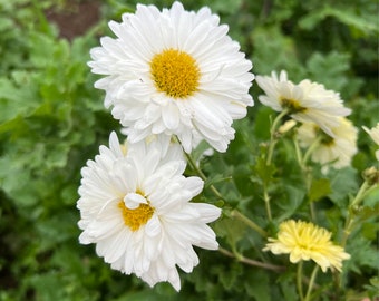2-Pack Chrysanthemum tea mums plant,white mums, Hang Bai Jv. Edible, Herbs.杭白菊，桐乡白菊，小白菊