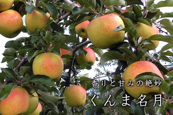 Japanese Gunma Honey Apple Tree, Bare Root, 群馬名月（めいげつ）は