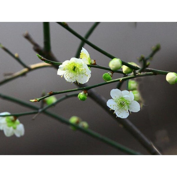 Abricot vert ume à fleurs, racines nues, pétales de fleurs blanches, sépales verts. Vendeur américain