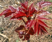 Toona Sinensis，fragrant Spring Tree, 红油香椿苗 ，香椿 