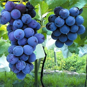 Japanese Kyoho grape plant  巨峰葡萄苗  교호포도 US seller