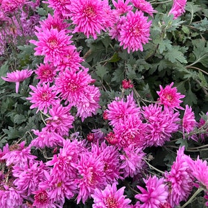 May include: A close-up of vibrant pink chrysanthemum flowers in full bloom. The flowers have multiple layers of petals and are surrounded by green foliage. The image is well-lit, showcasing the texture and color of the flowers. The flowers are in a garden setting.
