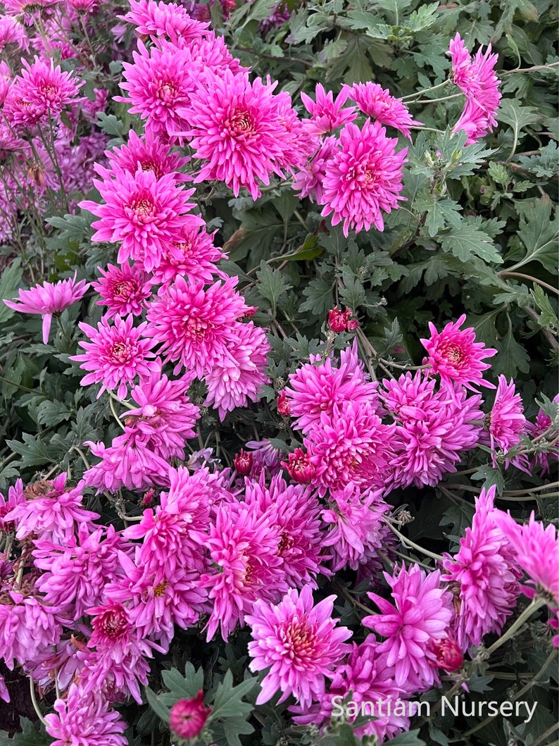 May include: A close-up of vibrant pink chrysanthemum flowers in full bloom. The flowers have multiple layers of petals and are surrounded by green foliage. The image is well-lit, showcasing the texture and color of the flowers. The flowers are in a garden setting.