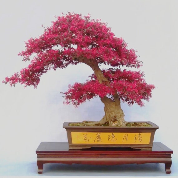 Loropetalum Chinese Fringe Flower Plant - Perfect for Bonsai  - Etsy  Sweden