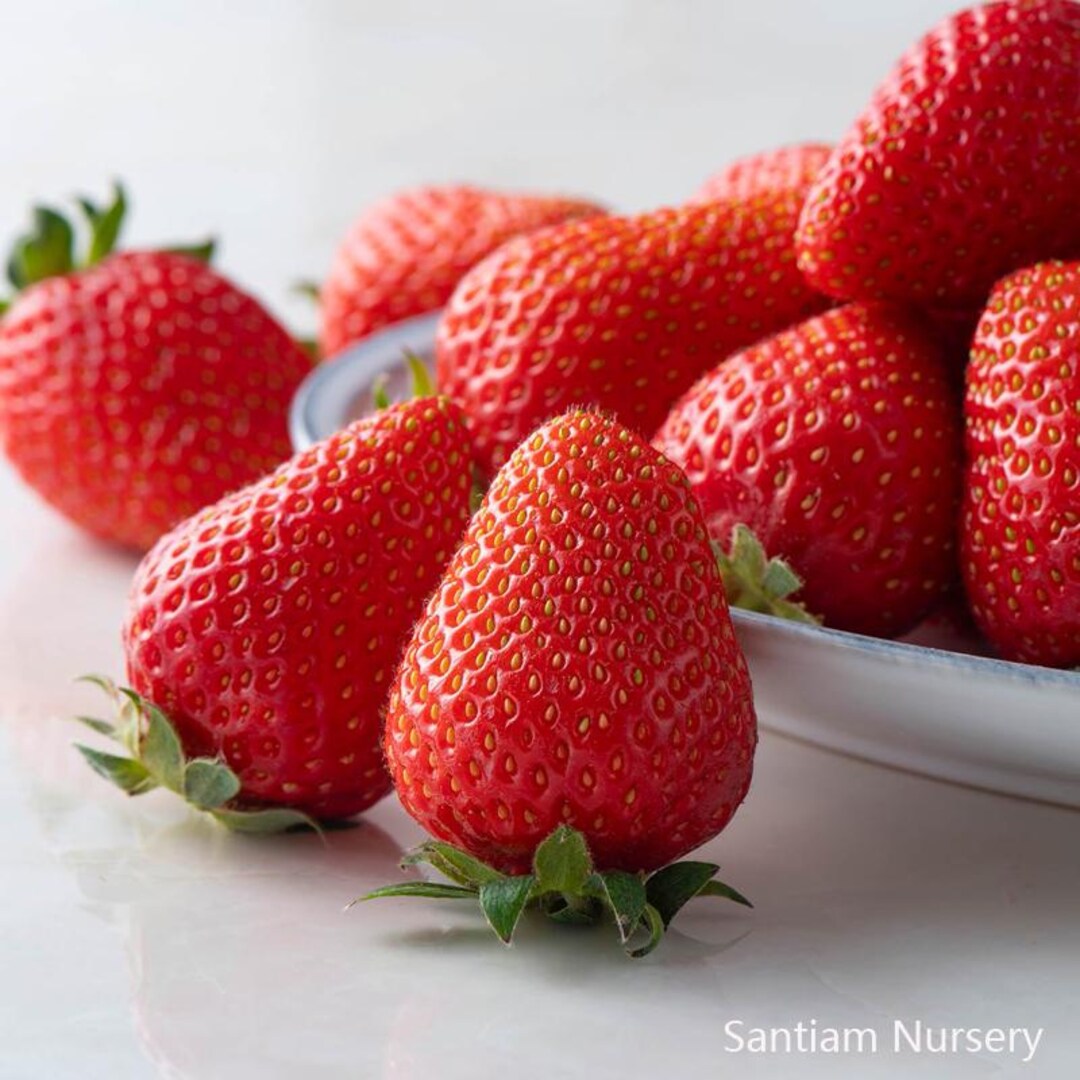 5 Japanese Kaorino Strawberry Plants, Bare Root,かおり野 イチゴ