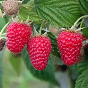 May include: Close-up of ripe red raspberries on a green leafy branch. The raspberries are a vibrant red color and have a textured surface. The image shows the berries in various stages of ripeness, with some still developing.