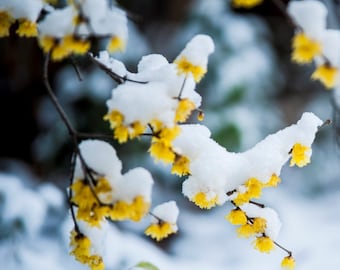 Wintersweet tree,Japanese allspice, ice flower. Chimonanthus praecox 腊梅，蜡梅苗  US Seller