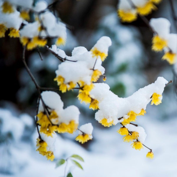 Arbre sucré d'hiver, piment de la Jamaïque, fleur de glace. Chimonanthus praecox Vendeur américain