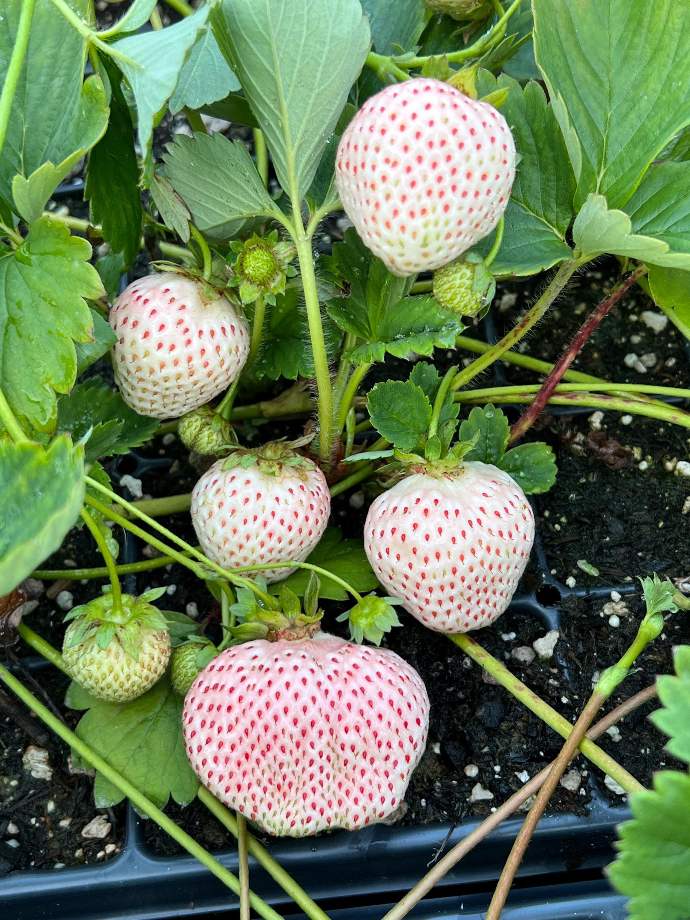 Japanese Premium Angel's Strawberry, White Strawberry, 6 Bare Root