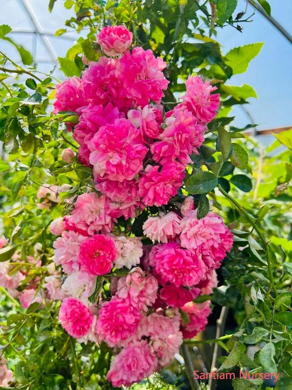 Seven Sisters Rose – Heirloom Pink Rambler, Climbing Rose, Live