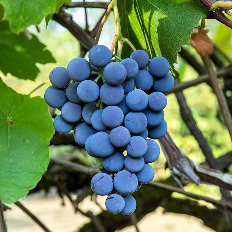7+1 Organic Concord Grape Unrooted Cuttings - Vigorous Grower - Fresh Cut