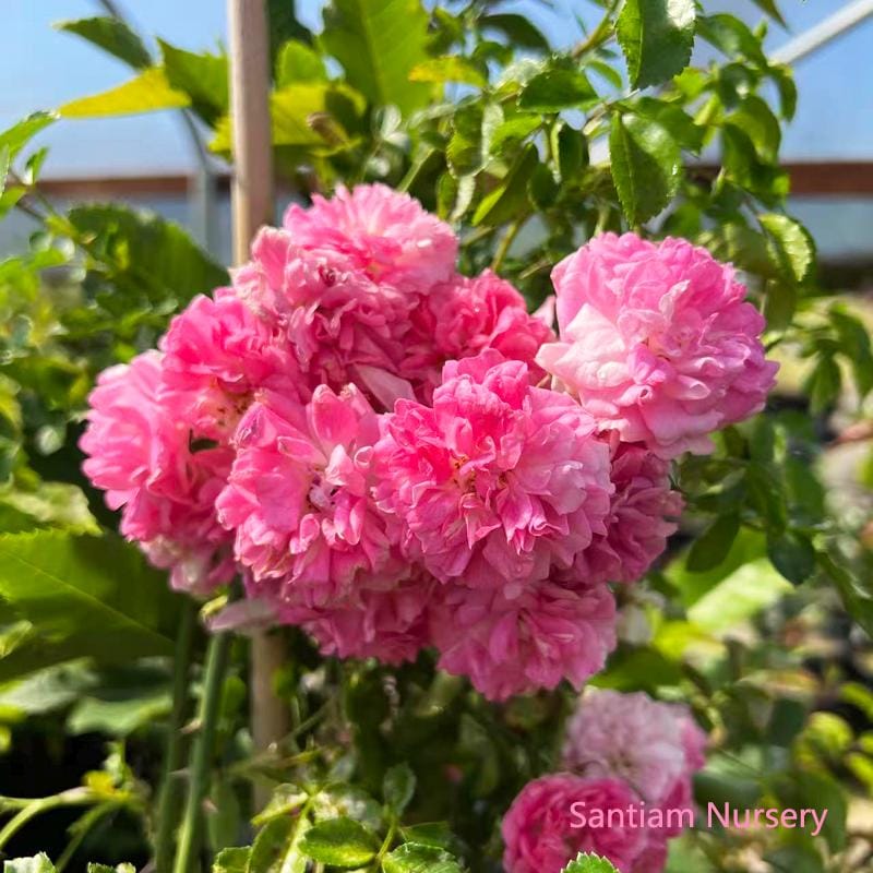 Seven Sisters Rose – Heirloom Pink Rambler, Climbing Rose, Live