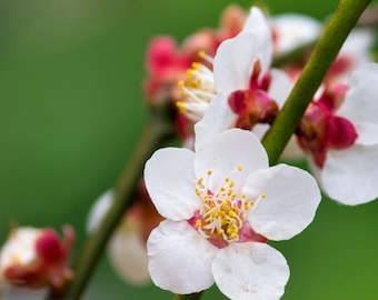 Shiro Kaga Japanese Flowering Apricot tree, Prunus mume,白加賀梅 白加贺梅花 US Seller