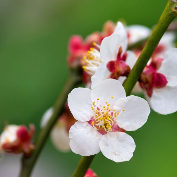 Shiro Kaga, abricotier japonais à fleurs, Prunus mume, vendeur américain