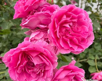 Rose Garden Rose Cotton X-pression 1 Gallon Pot - Etsy