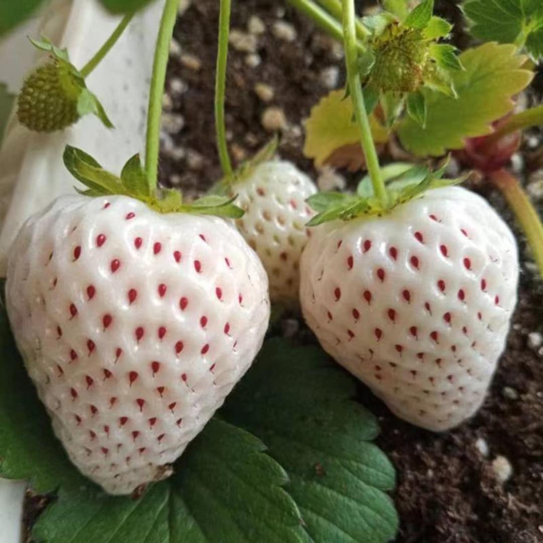 Japanese Premium Angel's Strawberry, White Strawberry, 6 Bare Root