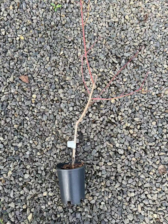 Japanese Tousui Peach Tree, 桃水とうすい - Etsy
