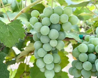 5pcs Niagara grape cuttings 水晶葡萄插条 US Seller