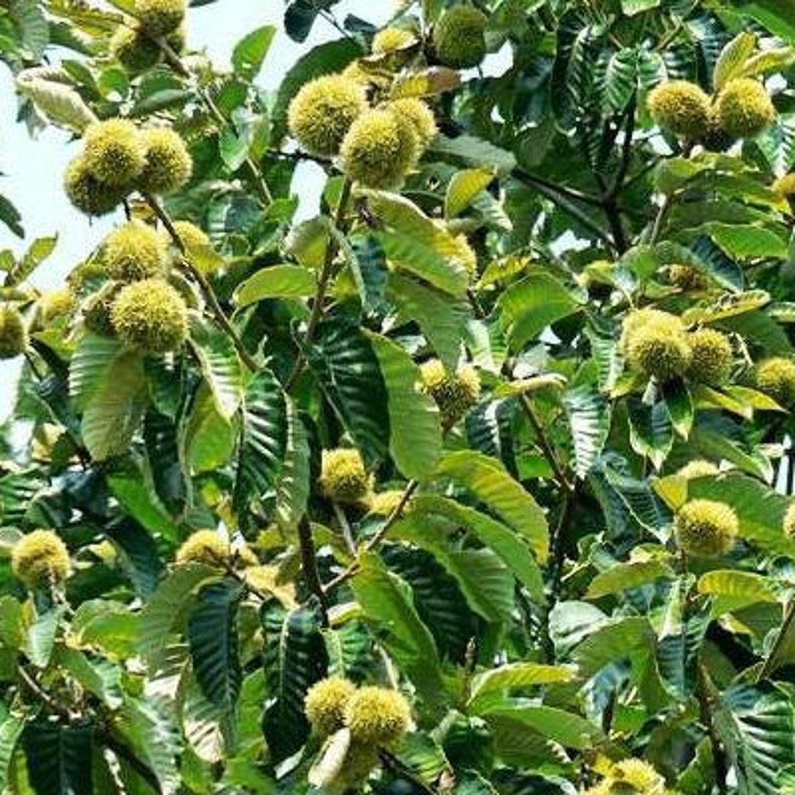 Chinese Chestnut Tree, Potted, 中华板栗树苗,甘栗 - Etsy
