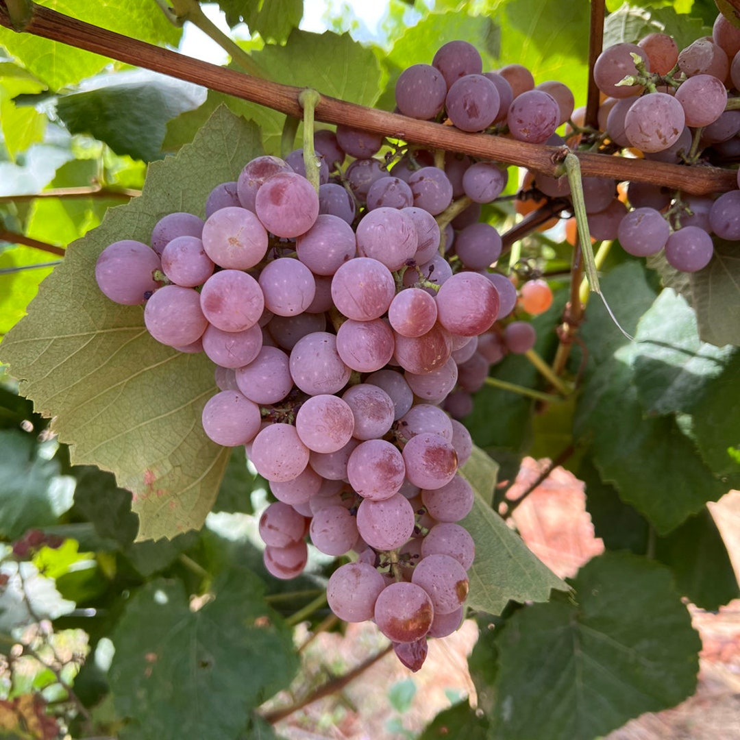 Reliance Seedless Table Grape Plant Bare Root 无核寒香蜜葡萄苗 US Seller Etsy