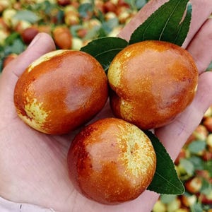 May include: Three brown and yellow jujube fruits are held in a hand, with green leaves. The jujubes have a smooth, shiny surface and are oval-shaped. The background shows more jujubes and green leaves.