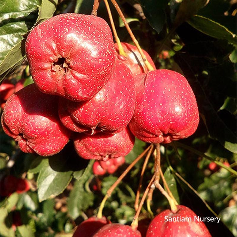 Giant Star Chinese Hawthorn Tree, Bare Root, 大五棱山楂， 山査子