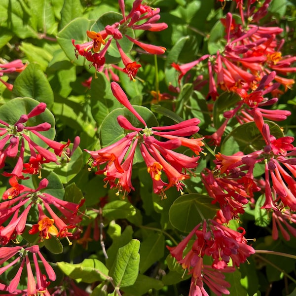 Orange Coral Honeysuckle  (Lonicera sempervirens 'Dropmore Scarlet')