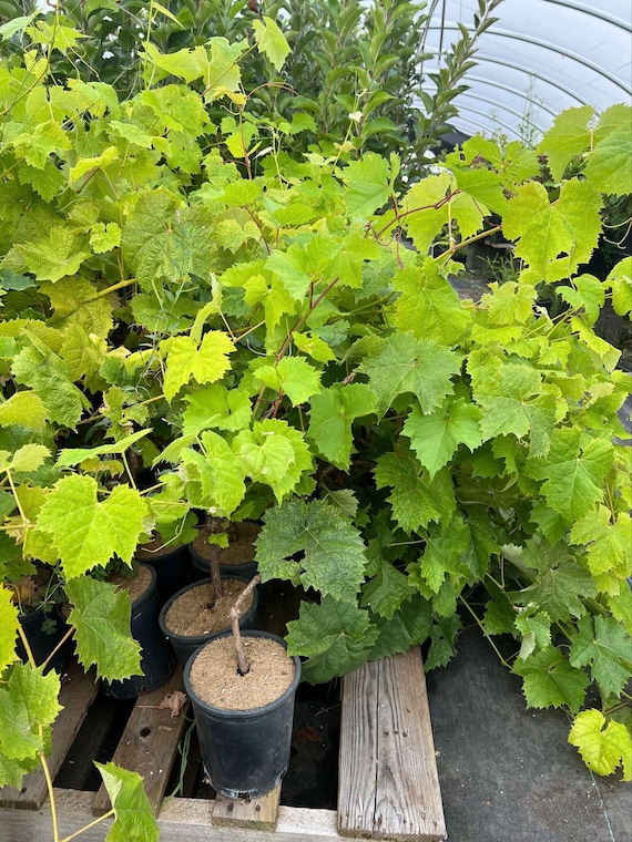 Shine Muscat Premium Japanese Grape Plant on 3309 C, Potted,晴王