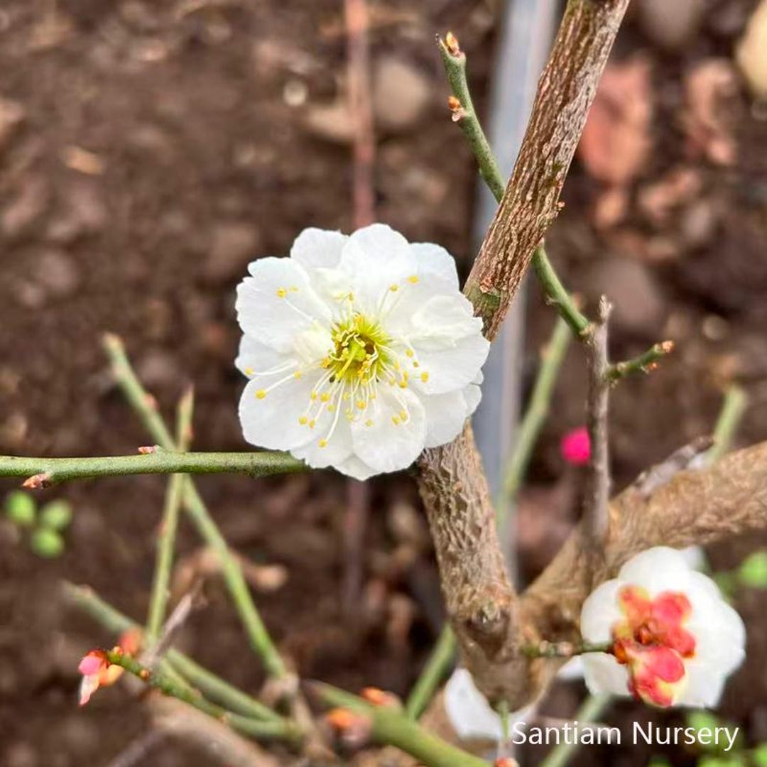 Yudie Ume, White Double-petal Flowering Apricot,jade Butterfly, 玉