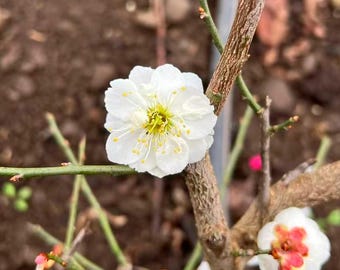 梅◆411u4 Yudie Ume, White Double-petal Flowering Apricot,jade Butterfly, 玉