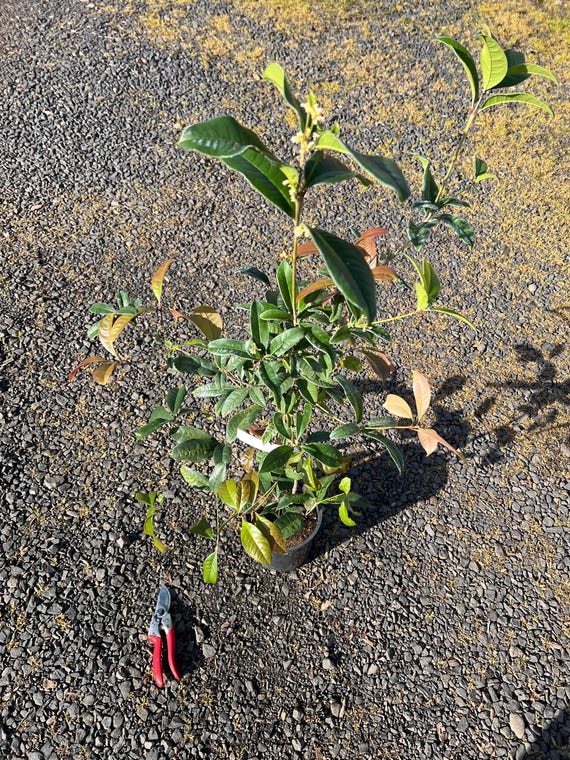 Sweet Osmanthus Fragrans 'semperflorens' Tree,fragnant Tea Olive