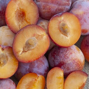 Flavor Punch Pluerry Tree, cherry plum hybrid. Bare root.