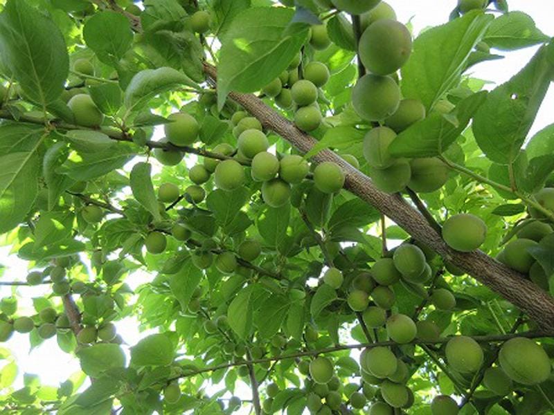 Bungo Flowering Apricot Tree, Ume, Bare Root, 3/8