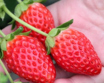 Puede incluir: Primer plano de tres fresas maduras, con tallos y hojas verdes. Las bayas rojas brillantes tienen una superficie texturizada y se sostienen en una mano. La imagen destaca la fruta fresca.