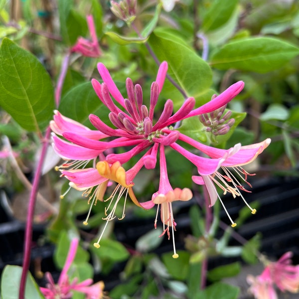 Purple Coral Honeysuckle  (Lonicera heckrottii 'Goldflame')