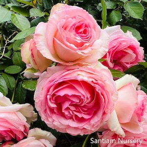 May include: A rustic wooden sign with the text "Welcome to our home" in white lettering. The sign features a distressed finish and a simple, inviting design, perfect for entryway decor.