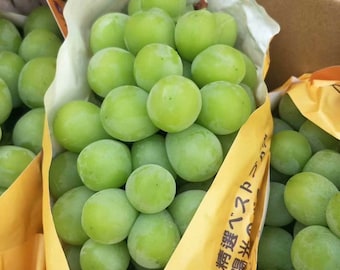 Shine Muscat Premium Japanese Grape plant on 3309 C, bare root,晴王麝香葡萄，シャインマスカット, 阳光玫瑰葡萄苗 ，香印青提  US Seller