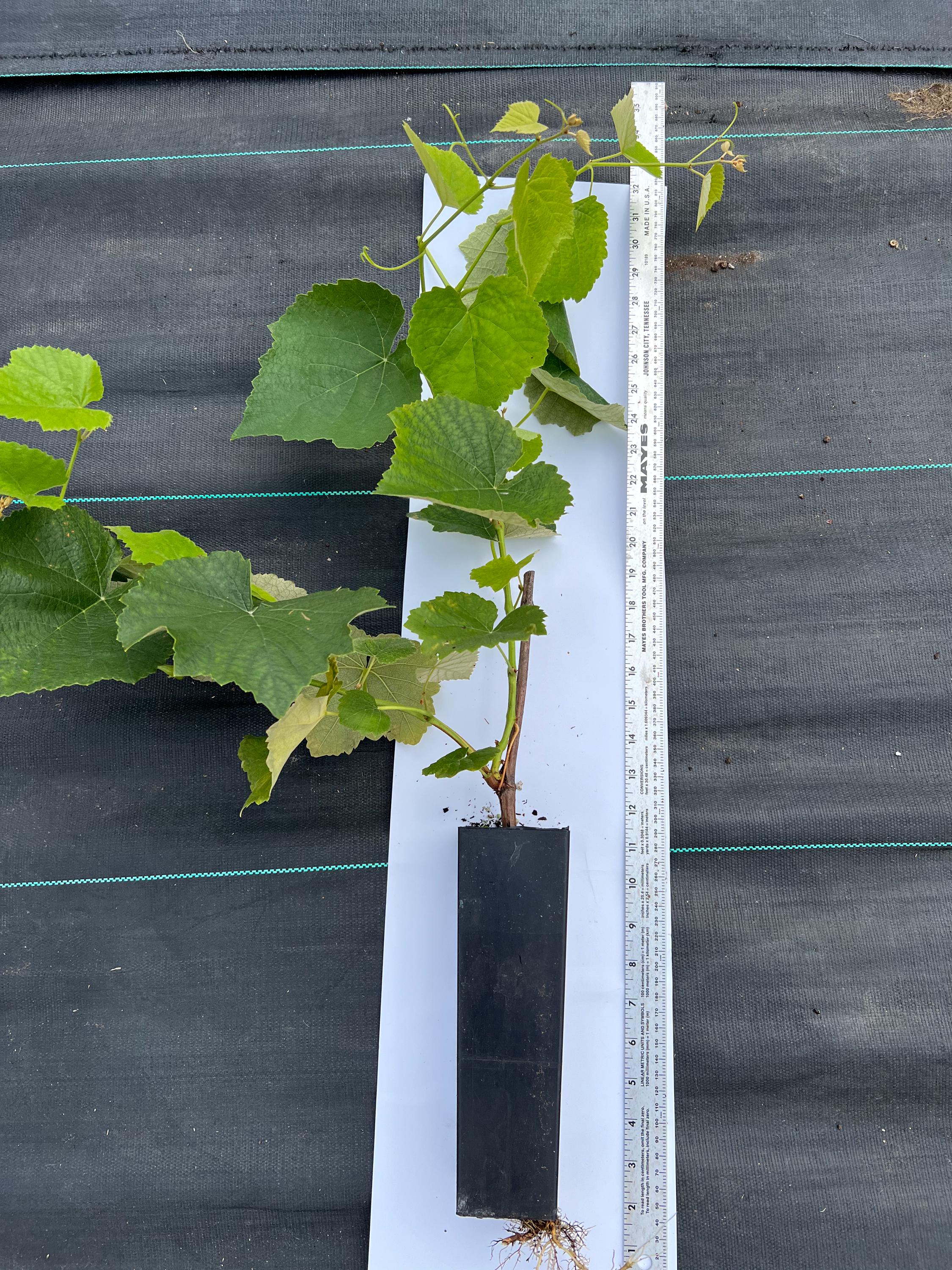 Black Seedless Muscat Table Grape Plant - Etsy