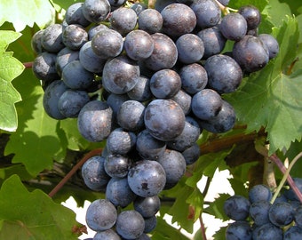 May include: A close-up of a bunch of dark purple grapes, with a few green leaves in the background. The grapes are round and plump, and they are clustered together on the vine. The leaves are a vibrant green color.