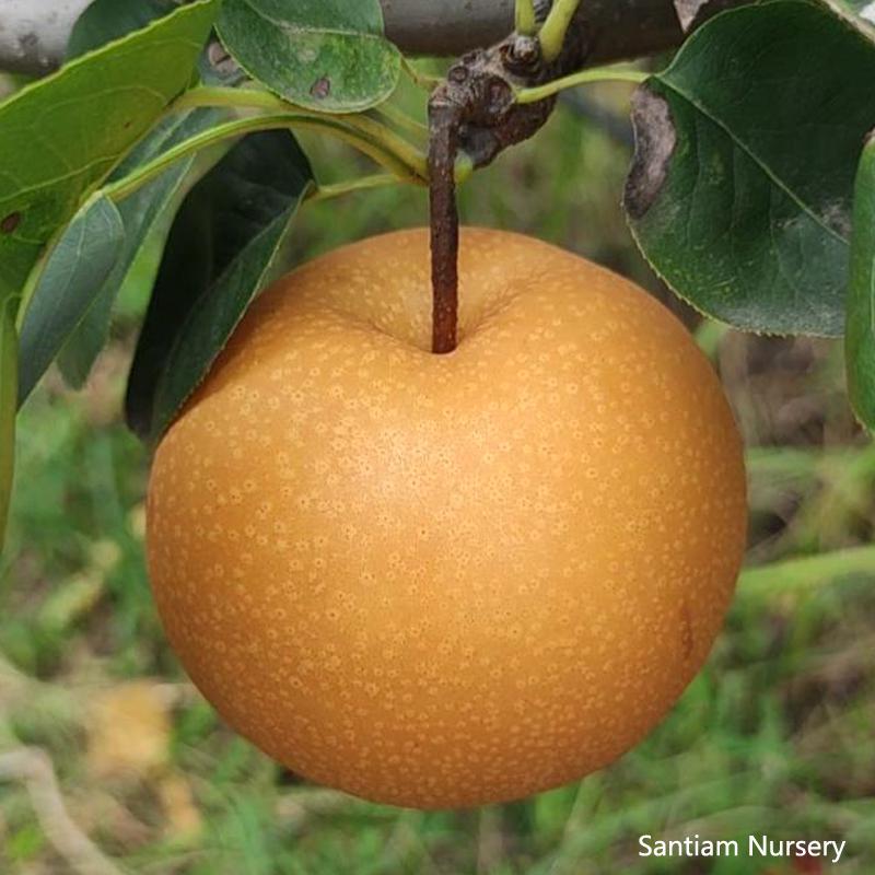 のりあき Akizuki Japanese Premium Asian Pear Tree, Autumn Moon Pear あ