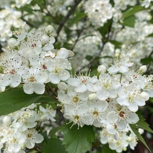 Wild Hawthorn tree, Crataegus monogyna Chinese Hawthorn's rootstock 野山楂山楂砧木 image 2