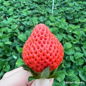 Japanese Peach Strawberry  "Momo Ichigo" plants, 6 plants, bare roots 桃薫（とうくん）