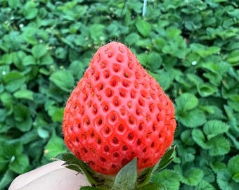 Japanese Peach Strawberry 